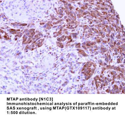 MTAP antibody [N1C3], GeneTex