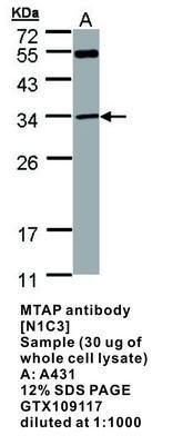 MTAP antibody [N1C3], GeneTex