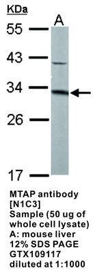 MTAP antibody [N1C3], GeneTex