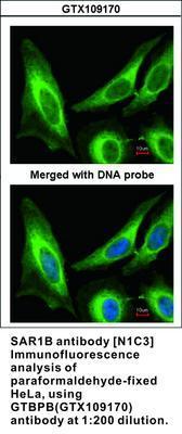 SAR1B antibody [N1C3], GeneTex