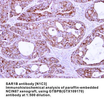 SAR1B antibody [N1C3], GeneTex