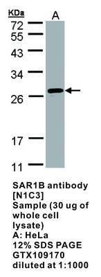 SAR1B antibody [N1C3], GeneTex