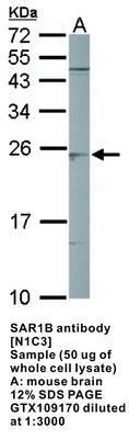 SAR1B antibody [N1C3], GeneTex