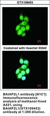 BAIAP2L1 antibody [N1C1], GeneTex