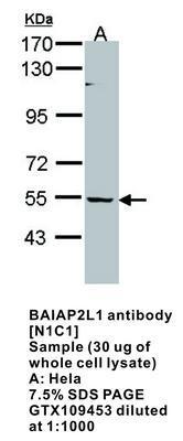 BAIAP2L1 antibody [N1C1], GeneTex