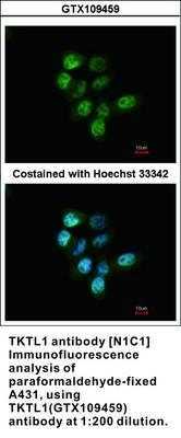 TKTL1 antibody [N1C1], GeneTex