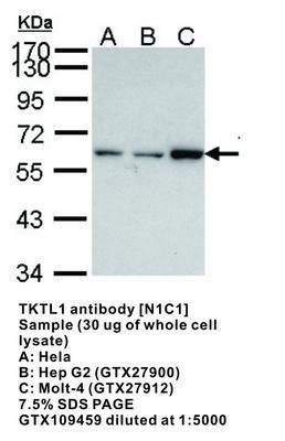 TKTL1 antibody [N1C1], GeneTex