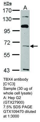 TBX4 antibody [C1C3], GeneTex