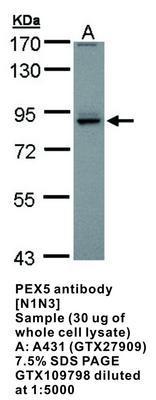 PEX5 antibody [N1N3], GeneTex