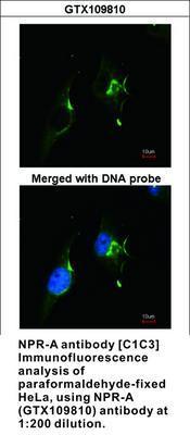 NPR-A  antibody [C1C3], GeneTex