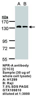 NPR-A  antibody [C1C3], GeneTex