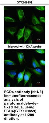 FGD4 antibody [N1N3], GeneTex