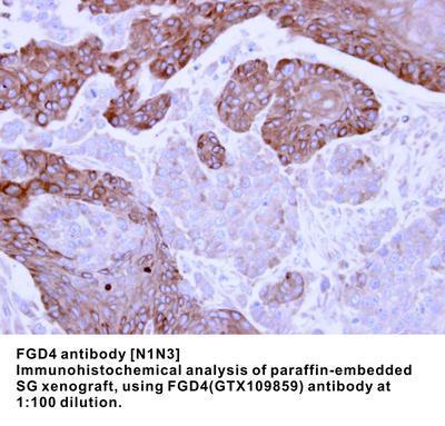 FGD4 antibody [N1N3], GeneTex