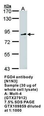 FGD4 antibody [N1N3], GeneTex