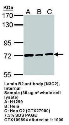 Lamin B2  antibody [N3C2], Internal, GeneTex