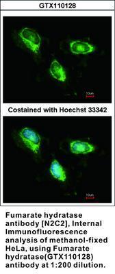 Fumarate hydratase antibody [N2C2], Internal, GeneTex