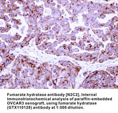 Fumarate hydratase antibody [N2C2], Internal, GeneTex