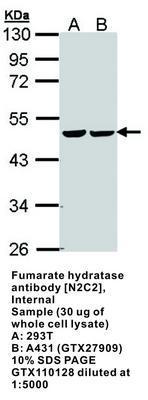 Fumarate hydratase antibody [N2C2], Internal, GeneTex