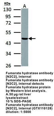 Fumarate hydratase antibody [N2C2], Internal, GeneTex