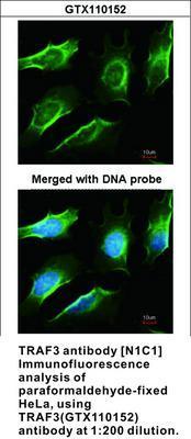 TRAF3 antibody [N1C1], GeneTex