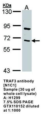 TRAF3 antibody [N1C1], GeneTex