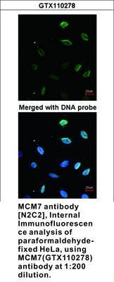 MCM7 antibody [N2C2], Internal, GeneTex