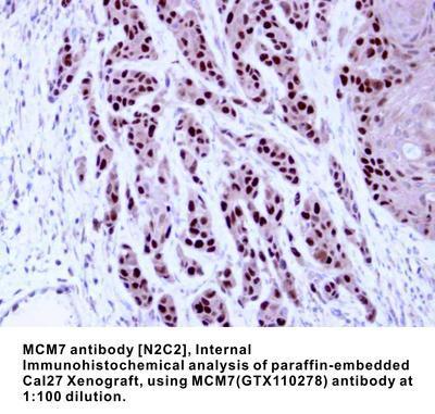 MCM7 antibody [N2C2], Internal, GeneTex