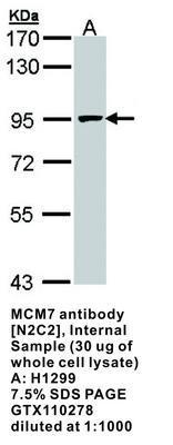 MCM7 antibody [N2C2], Internal, GeneTex