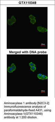 Aminoacylase 1 antibody [N2C3-2], GeneTex