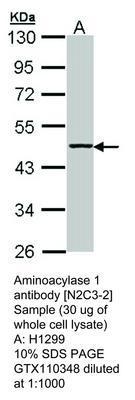 Aminoacylase 1 antibody [N2C3-2], GeneTex