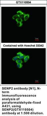 SENP2 antibody [N1], N-term, GeneTex