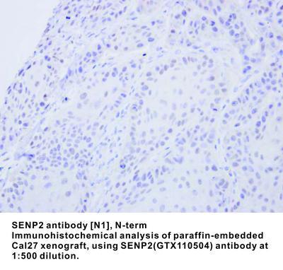 SENP2 antibody [N1], N-term, GeneTex