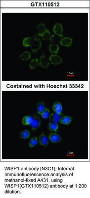 WISP1 antibody [N3C1], Internal, GeneTex