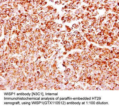 WISP1 antibody [N3C1], Internal, GeneTex