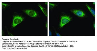 Caspase 3 antibody - 100µl, GeneTex