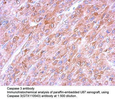 Caspase 3 antibody - 100µl, GeneTex