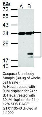 Caspase 3 antibody - 100µl, GeneTex