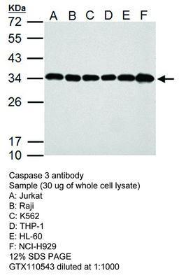 Caspase 3 antibody - 100µl, GeneTex