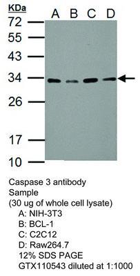 Caspase 3 antibody - 100µl, GeneTex