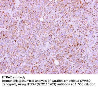 HTRA2 antibody [N2C3], GeneTex