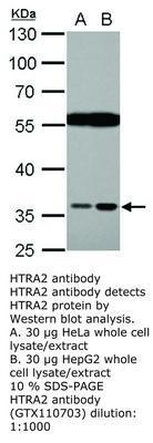 HTRA2 antibody [N2C3], GeneTex