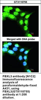 FBXL3 antibody [N1C2], GeneTex