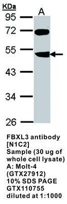 FBXL3 antibody [N1C2], GeneTex