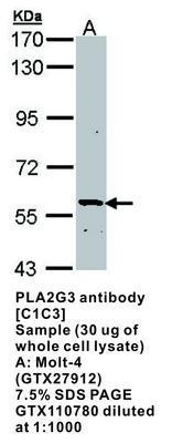 PLA2G3 antibody [C1C3], GeneTex