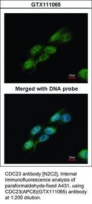 CDC23 antibody [N2C2], Internal, GeneTex