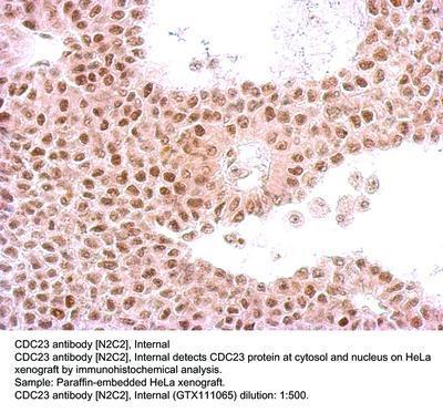 CDC23 antibody [N2C2], Internal, GeneTex