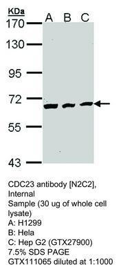 CDC23 antibody [N2C2], Internal, GeneTex