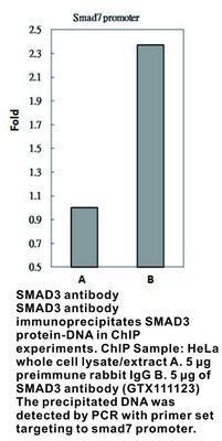 SMAD3 antibody, GeneTex