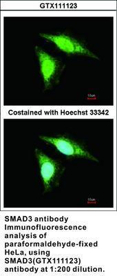 SMAD3 antibody, GeneTex