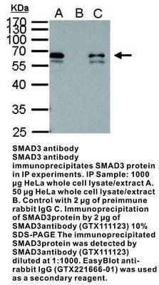 SMAD3 antibody, GeneTex